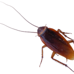 roach_PNG12174